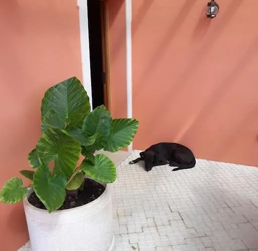 펜션 Medronheiras Vale Covo (Faro)