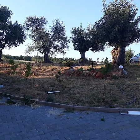 Medronheiras Vale Covo (Faro)