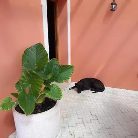 בית נופש Medronheiras Vale Covo (Faro)